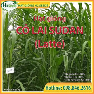 Hạt giống cỏ sudan lai Latte - gói 100g siêu năng suất dùng trong chăn nuôi trâu, bò, cá, thỏ...