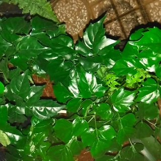 [Bonsai] Cây hạnh phúc