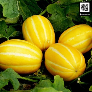 Hạt giống dưa lê Hàn Quốc