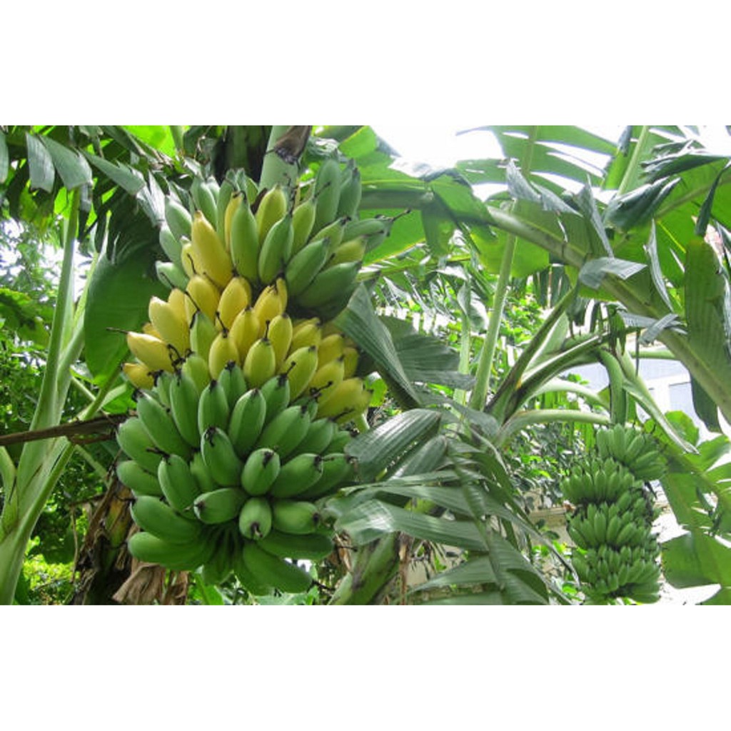 Chuối sấy gia lai không đường 1kg giòn ngon | BigBuy360 - bigbuy360.vn