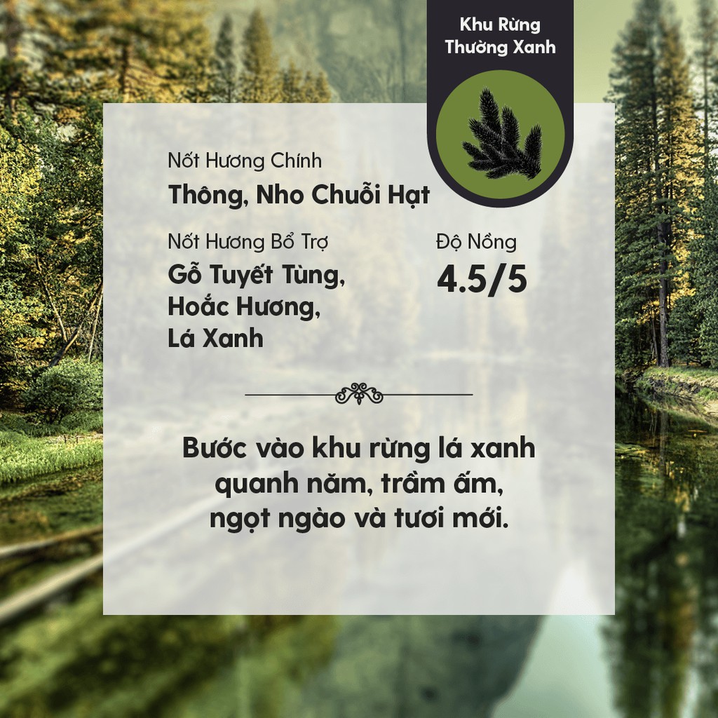 Tinh Dầu Thơm Phối Hương Evergreen Woodland (Khu Rừng Thường Xanh) Heny Garden - Làm Nến Thơm, Xông Thơm Phòng