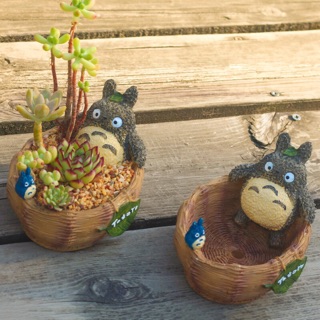 Chậu sen đá totoro