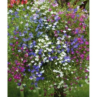 Hạt giống hoa Lobelia mix