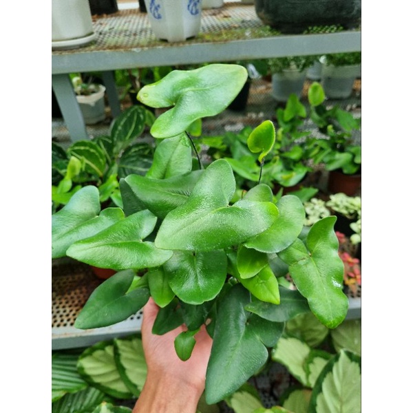 Dương xỉ lá tim ( heart fern)- cây để bàn