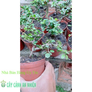 Linh Sam Trái Bonsai