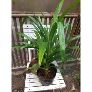 Cây dứa nếp thơm 25-30cm (chỉ giao hỏa tốc HCM)