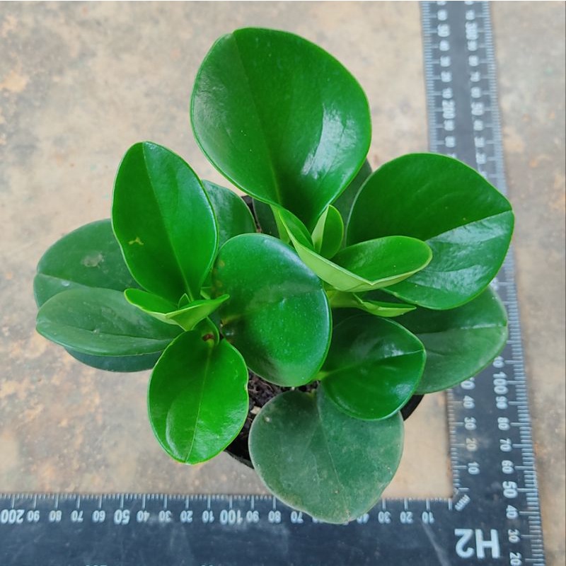 Chậu cây trường sinh xanh