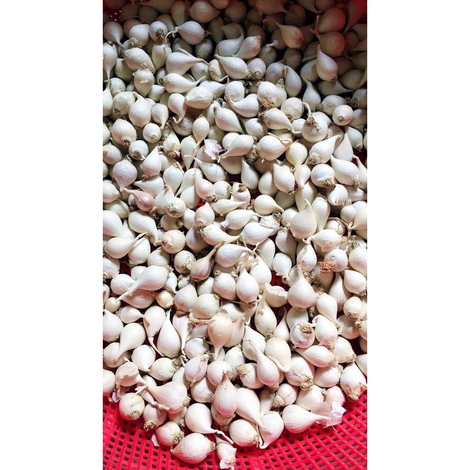 Tỏi Cô Đơn Lý Sơn chính gốc (loại 0.5 kg) | BigBuy360 - bigbuy360.vn