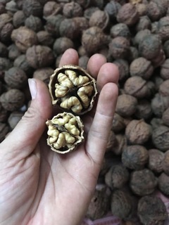 Quả óc chó