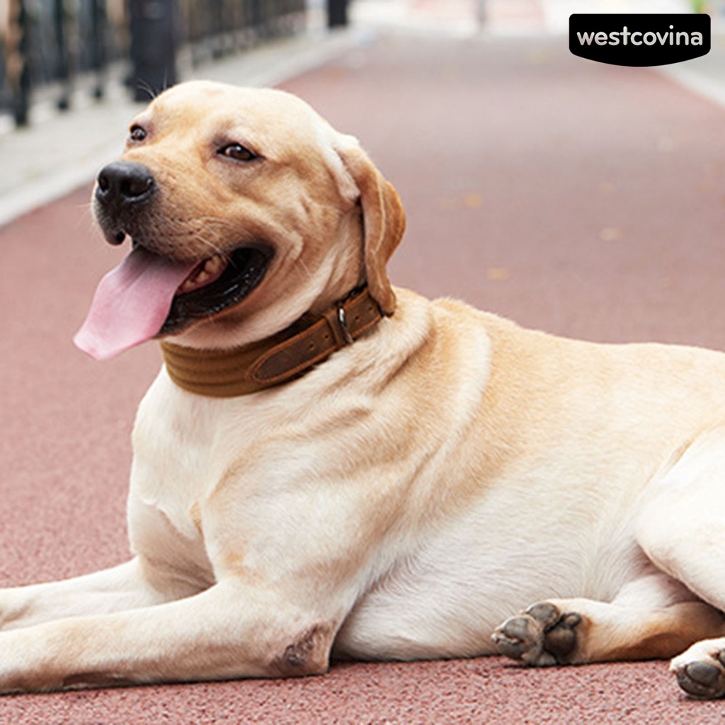 [Mới]♞Vòng Cổ Giả Da Thoáng Khí Có Thể Điều Chỉnh Cho Thú Cưng