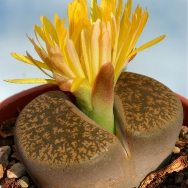 Lithops lesliei C026
size 2cm-1.5cm