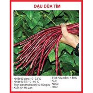 Hạt giống đậu đũa tím - 5gram