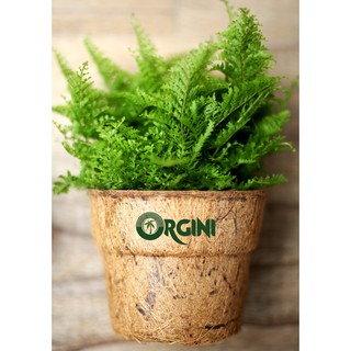 CHẬU XƠ DỪA ORGINI - Chậu kiểng 04: cao 8,5; đỉnh 10; đáy 7,5