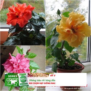 Hạt giống hoa râm bụt và sự tích hoa râm bụt 10 hạt