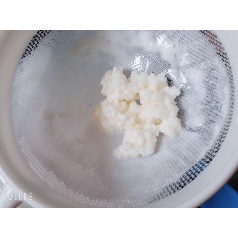 nấm sữa kefir