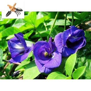 🌟HẠT GIỐNG HOA ĐẬU BIẾC🌟 DÙNG PHA TRÀ UỐNG CỰC TỐT CHO SỨC KHỎE GÓI 20 HẠT TRỒNG HOA TẾT