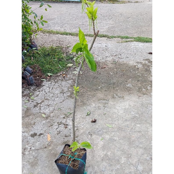 Dâu đài loan trái dài