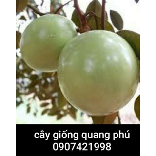 Vú sữa lò rèn siêu trái cây ghép mau cho trái