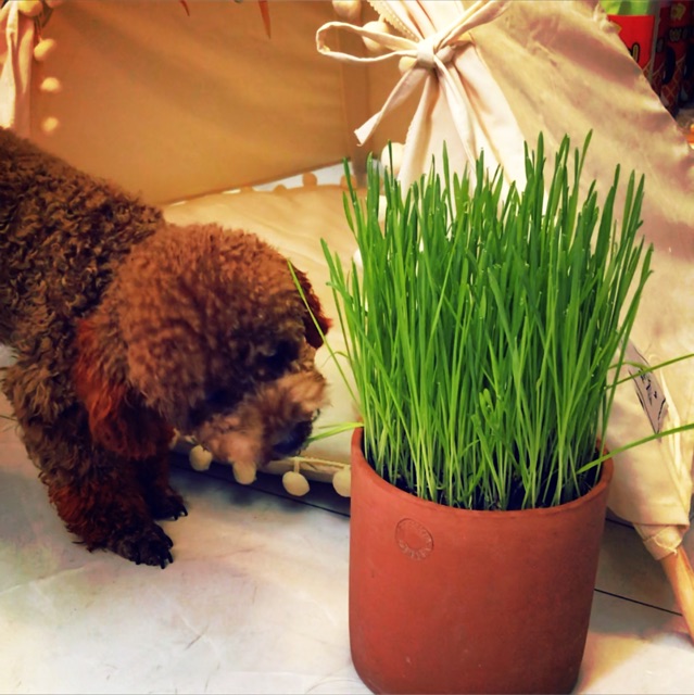 Hạt Giống Cỏ Lúa Mì Cho Chó Mèo Thỏ Hamster