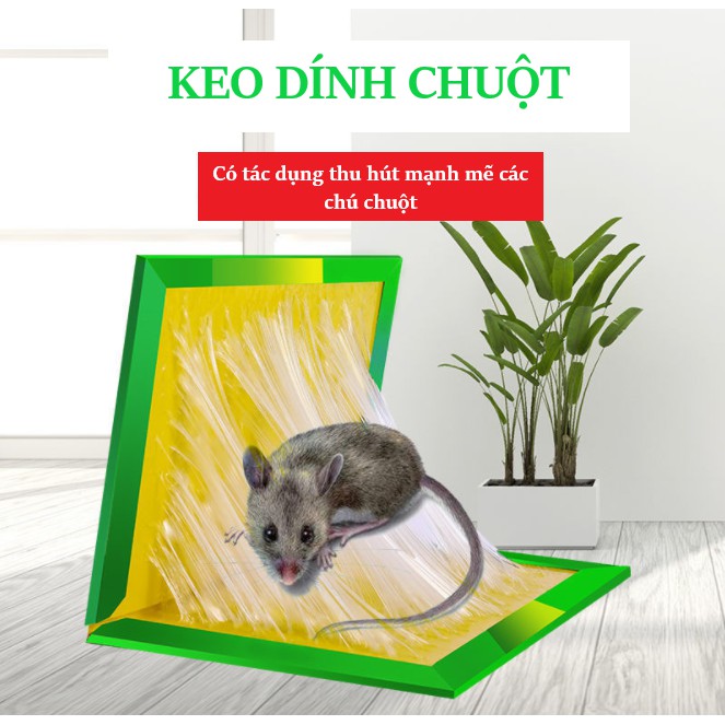 Keo dính chuột - keo bẫy chuột