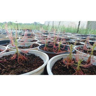Cây gọng vó Drosera Indica Red