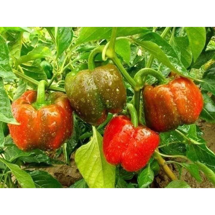 CÂY GIỐNG ỚT CHUÔNG MASSILIA ĐỎ CÂY GHÉP # MUA 10 CÂY TẶNG 1 CÂY CÙNG LOẠI_KÈM PHÂN HỮU CƠ CÁ HỒI TAN CHẬM NAUY