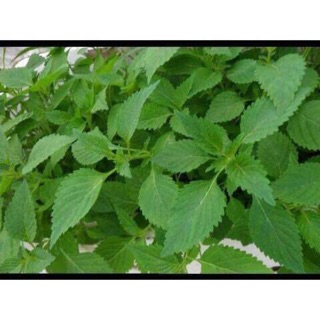 Cây kinh giới khô 500gr
