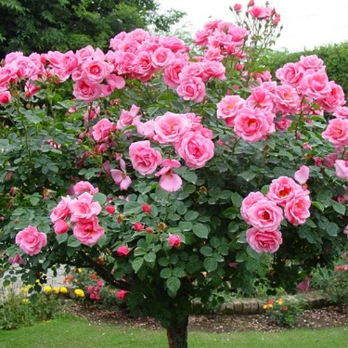 hạt giống hồng thân gỗ mini, tree rose f1