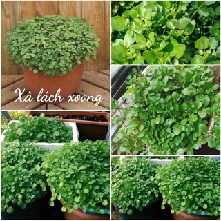 HẠT GIỐNG XÀ LÁCH XOONG MỸ 500 hạt