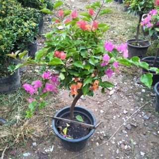 CÂY HOA GIẤY NGŨ SẮC ( thoát thân 40-50cm )