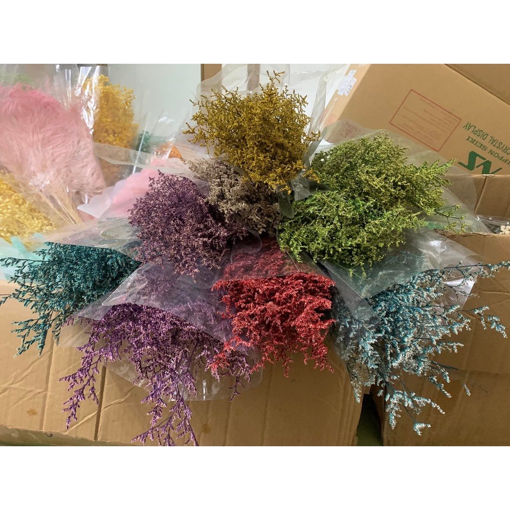 Hoa khô - sao đuôi công