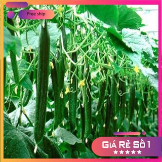 Hạt giống Dưa chuột Nhật