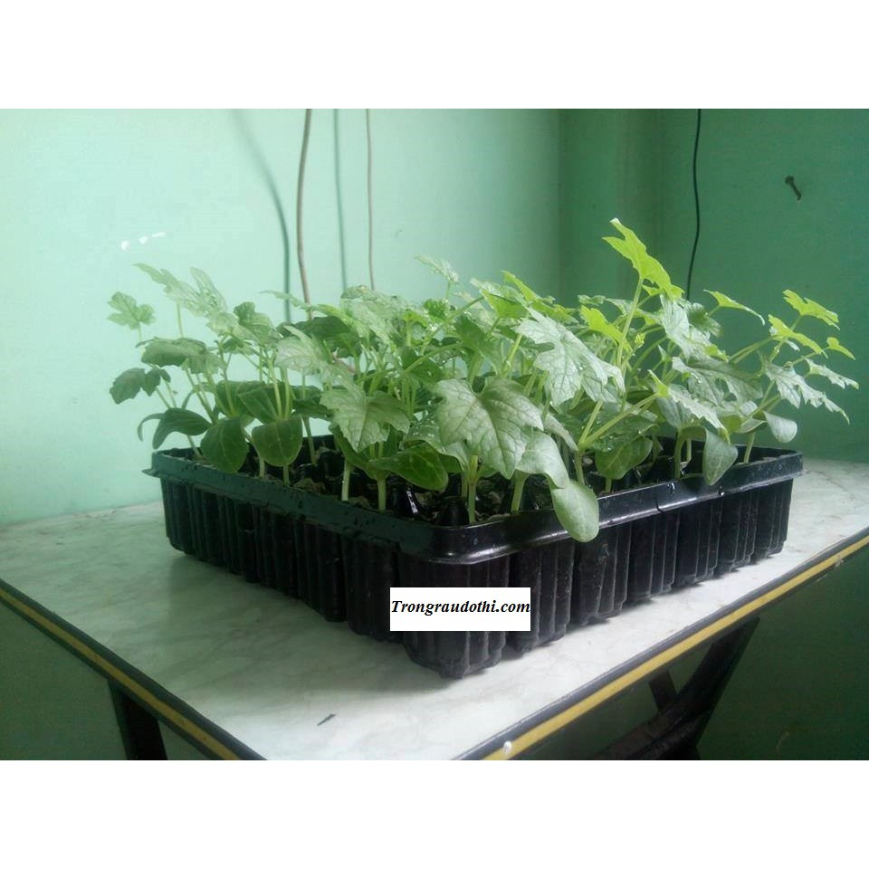 Khay ươm 49 lỗ chuyên dùng cho viên nén ươm hạt