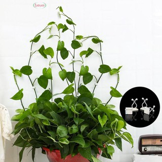 1 nút nhựa kẹp cố định dây leo trang trí tường nhà