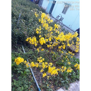 10 mai con quấn rễ 60 cm trở lên (10 cây)