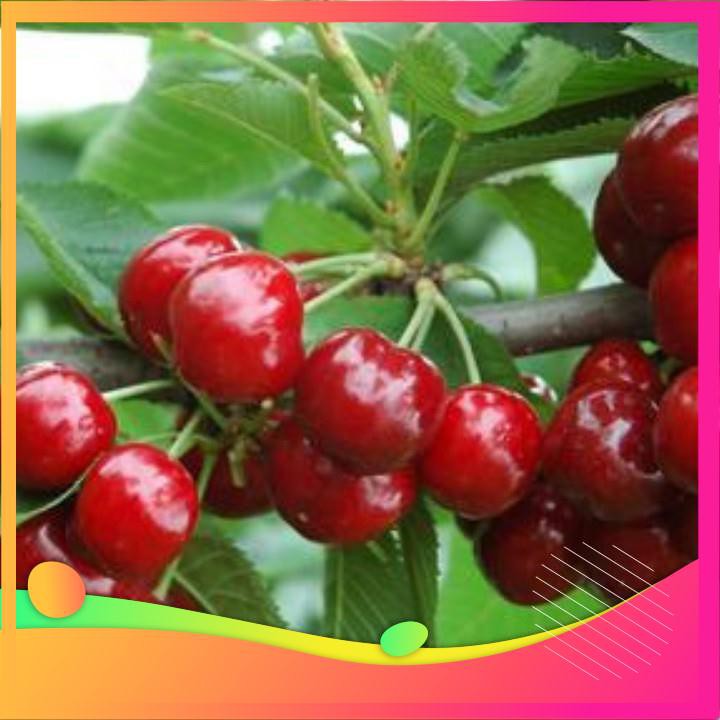 [TOP] Hạt Giống Quả Cherry - 10 Hạt [ Tặng Kèm 1 Viên Nén Xơ Dừa ] VIETGAR