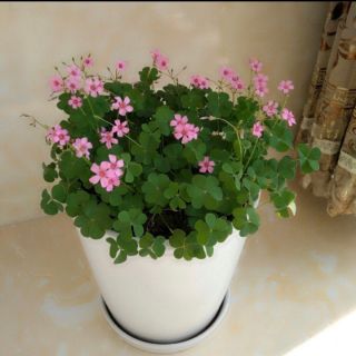 2 củ me chua hoa hồng