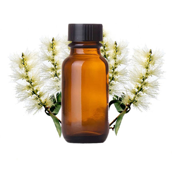 Tinh dầu tràm trà nguyên chất ( Tea Tree Essential Oil ) GUTY