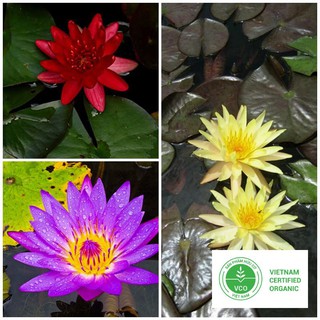 5 Hạt giống Súng thái (kèm Hướng dẫn ươm) THUTHUY