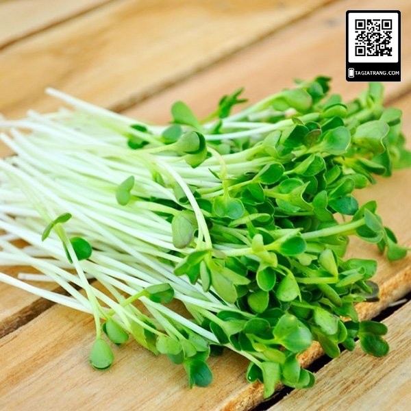 Hạt giống rau mầm cải xanh Đà Lạt - Gói 100g