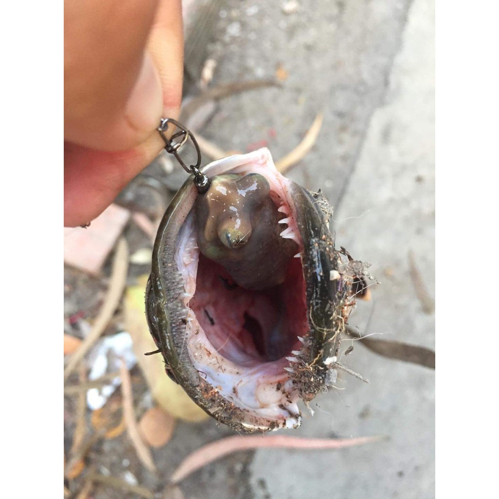 Nhái hơi câu cá lóc siêu nhạy. Frogtoon V4 8g, 10g