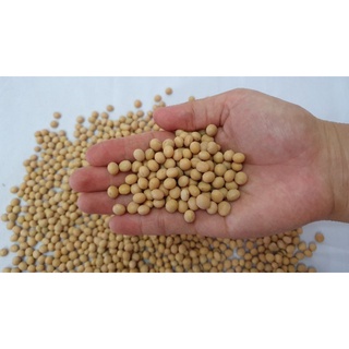 Đậu nành Canada túi 1kg.