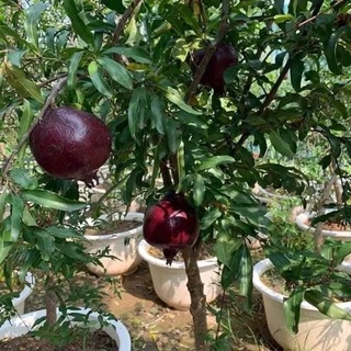 Cây Lựu Tím - Giống cây trồng cây ăn trái