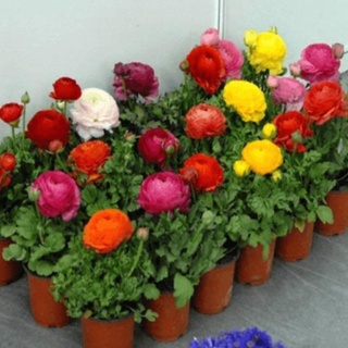 Hạt giống hoa hồng ri ba tư - 5 hạt
