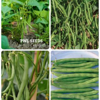 [PWL SEEDS] BUSH BEANS- ĐẬU COVE LÙN MỸ, HẠT GIỐNG 10 HẠT/ỐNG