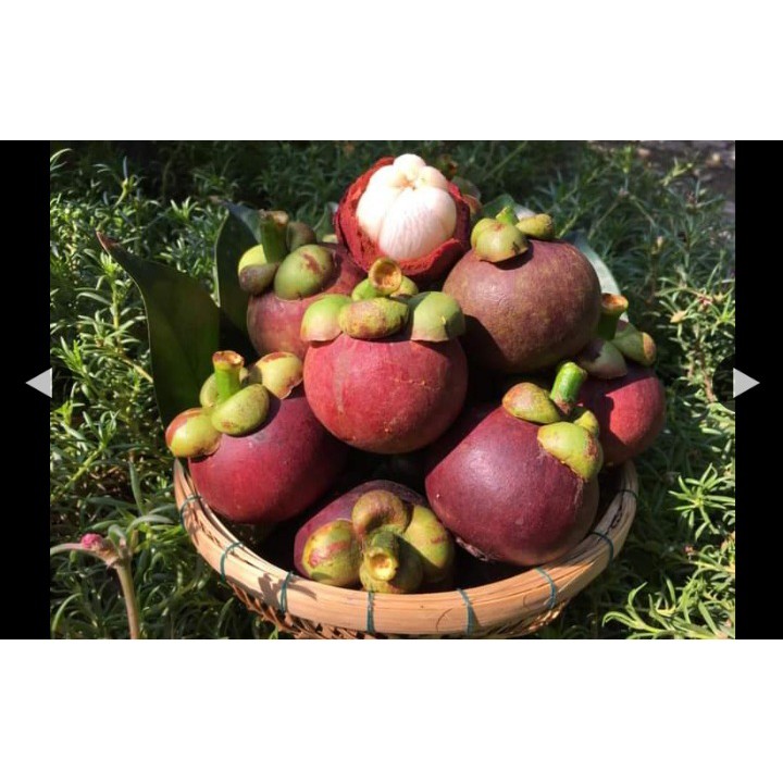 Măng cụt lái thiêu chín đều tươi ngon không bị chai sượng .1kg giao nhanh khu vực TP HCM VÀ CÁC TỈNH LÂN CẬN | BigBuy360 - bigbuy360.vn