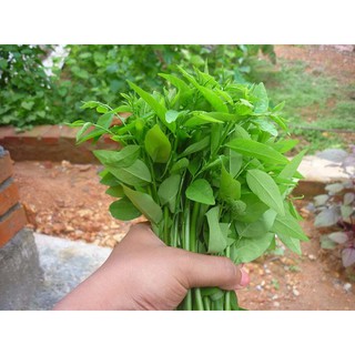 HẠT GIỐNG BỒ NGÓT - 1 gram/ gói