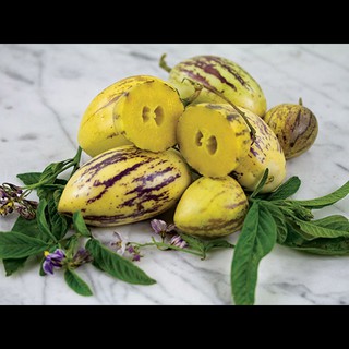 25 Hạt Hạt Giống Dưa Pepino (Solanum muricatum)