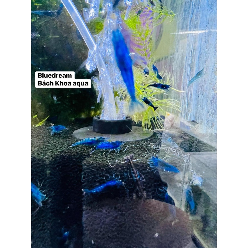 Tép Cảnh Blue Dream cho bể thủy sinh