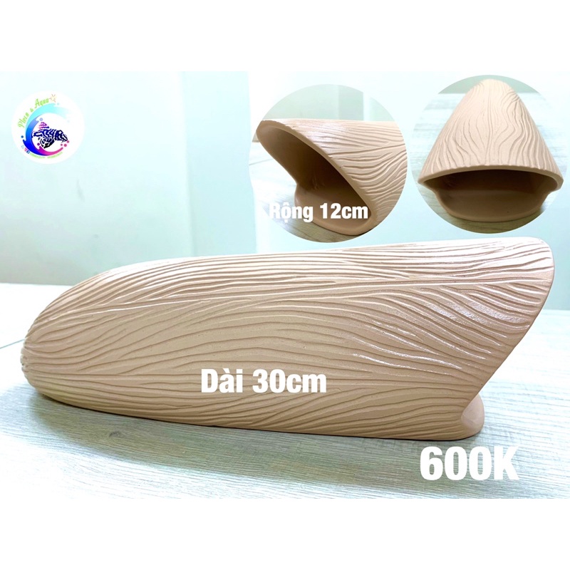 Hang Pleco “HANG SINH SẢN CÁ LỚN - 600K”